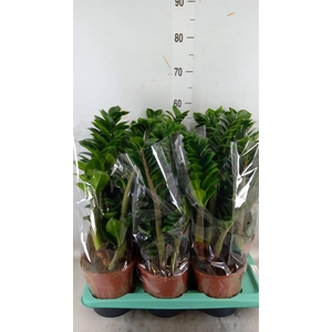 Zamioculcas zamiifolia 'Zenzi'
