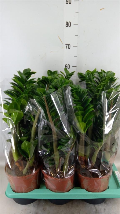 <h4>Zamioculcas zamiifolia 'Zenzi'</h4>