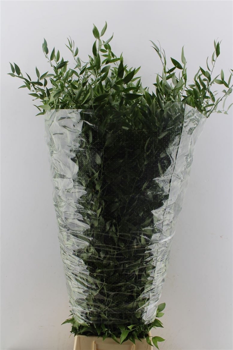 <h4>Ruscus Italy Large 100cm ( 4 Stem )</h4>