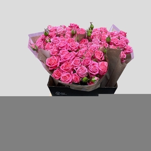 Rosa spray emilia