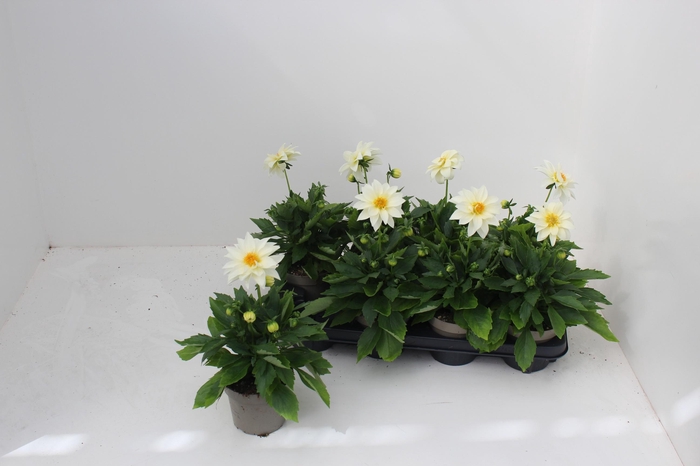 <h4>DAHL L ME GEM</h4>