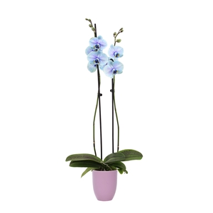 Hugo Lavender Phal I Am Blue Lagoon 2T14+