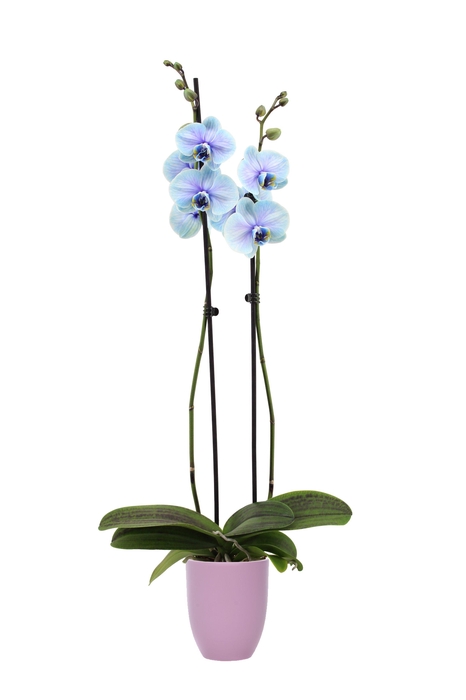 <h4>Hugo Lavender Phal I Am Blue Lagoon 2T14+</h4>