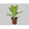 AGLAONEMA QUEEN P17
