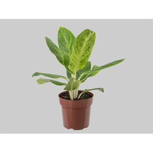 AGLAONEMA QUEEN P17