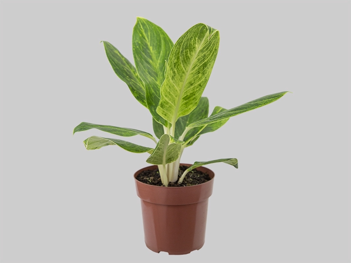 AGLAONEMA QUEEN P17