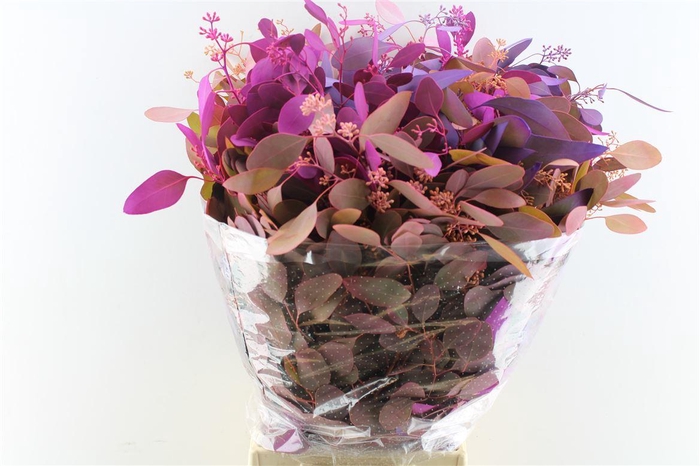 <h4>Euca Populus Berry Purple Mix 300 Gram</h4>