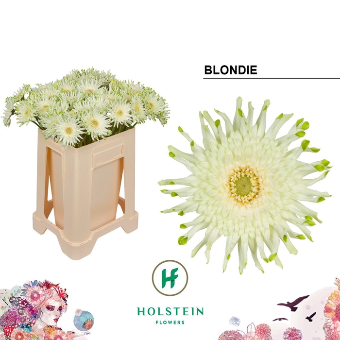 <h4>Gerbera Pasta Blondie Water</h4>