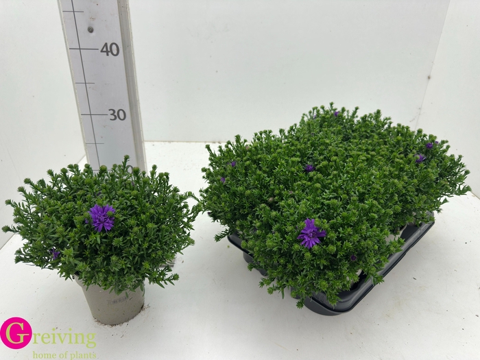 <h4>ASTER D AL D PURP LA</h4>