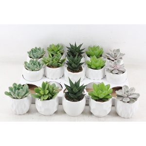 arr3 OV - Ker. Lindos x15