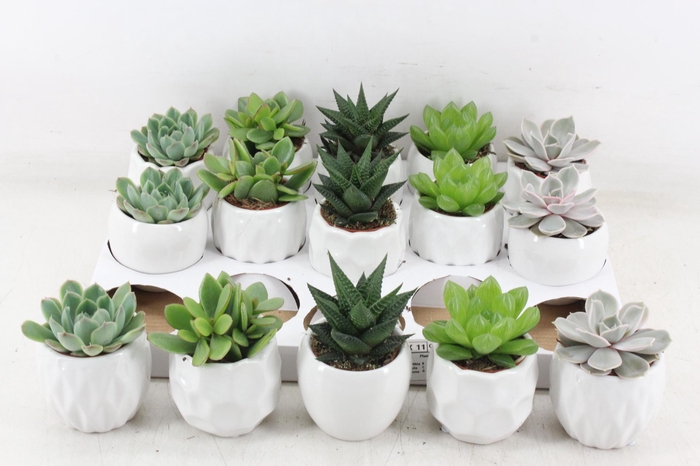 <h4>arr3 OV - Ker. Lindos x15</h4>