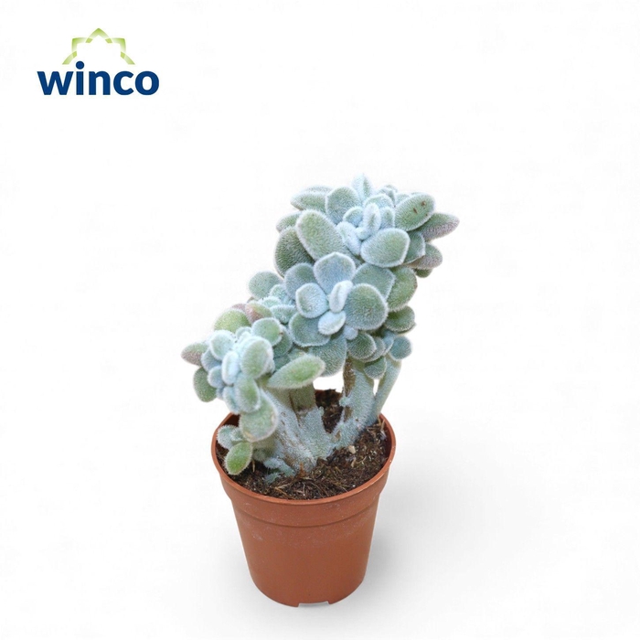 <h4>Echeveria Frosty Cristata</h4>