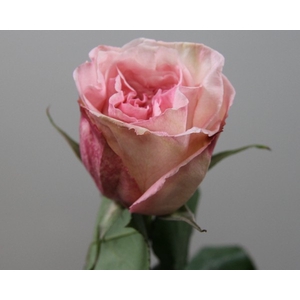 Rosa garden pink o'hara (scented)