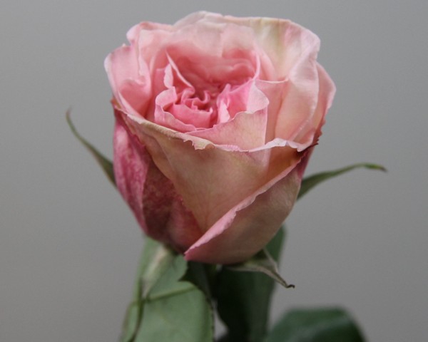 Rosa garden pink o'hara (scented)
