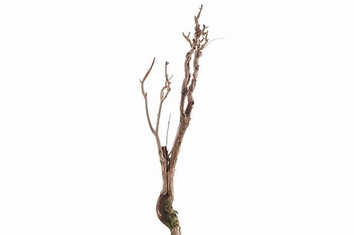 <h4>Syringa Branch Extra Mohaupt</h4>