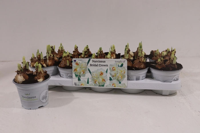 <h4>NARC D BRIDAL CROWN</h4>