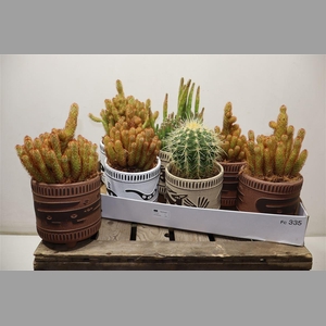 Cactus Gem In Keramiek