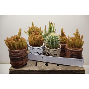 Cactus Gem In Keramiek