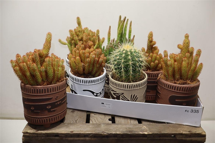 <h4>Cactus Gem In Keramiek</h4>