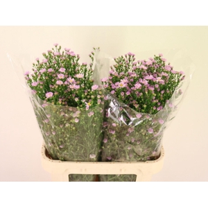 ASTER CLAUDIA 35 GR.