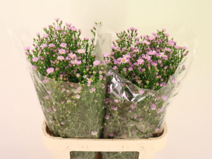 <h4>ASTER CLAUDIA 35 GR.</h4>