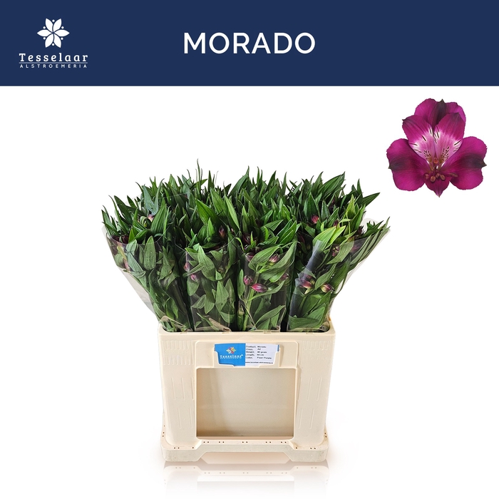 <h4>ALSTR MORADO</h4>