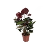 ANTHURIUM GIANT CHOCOLATE P17