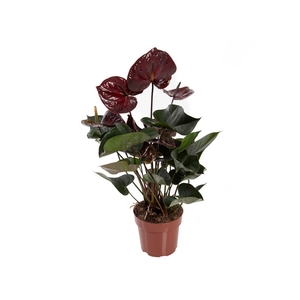 ANTHURIUM GIANT CHOCOLATE P17