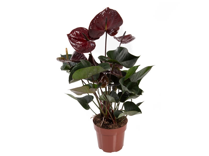 <h4>ANTHURIUM GIANT CHOCOLATE P17</h4>