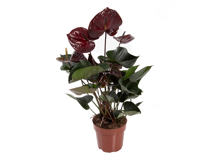 ANTHURIUM GIANT CHOCOLATE P17