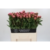 Paeonia Dr A Fleming
