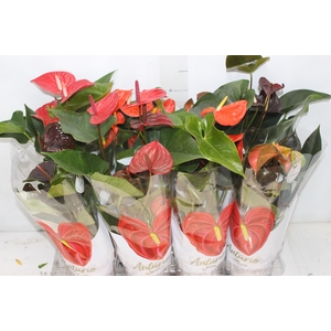 ANTHURIUM VARIADO P15