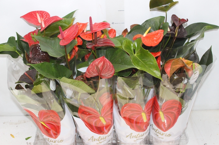 <h4>ANTHURIUM VARIADO P15</h4>