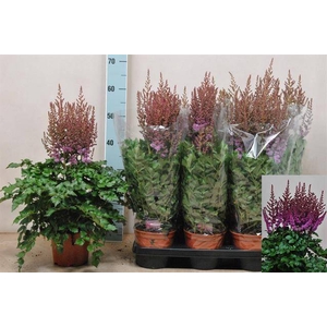 .Astilbe arendsii grp purple rain