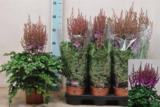 <h4>.Astilbe arendsii grp purple rain</h4>
