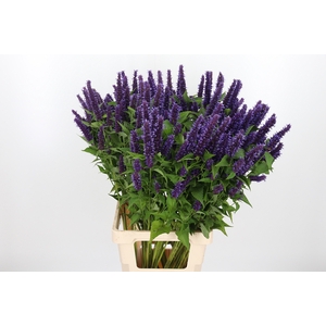Agastache
