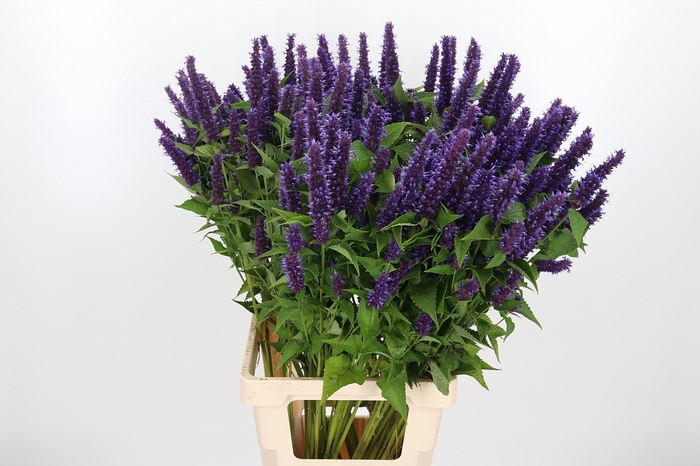<h4>Agastache</h4>