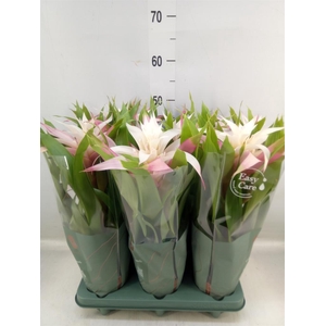 Guzmania  'Deseo Magical White'