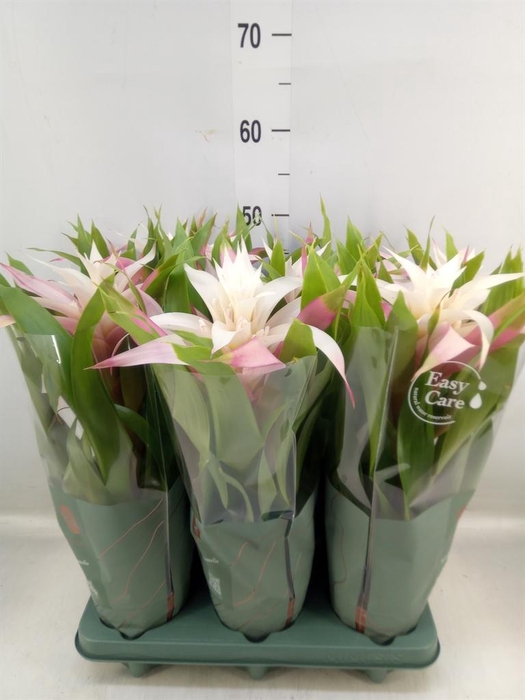 <h4>Guzmania 'Deseo Magical White'</h4>