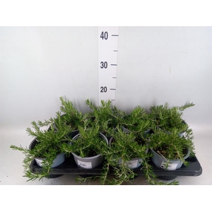 Rosmarinus offi. 'Prostratus'
