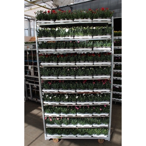 Dianthus Mixkar p9 (oud)