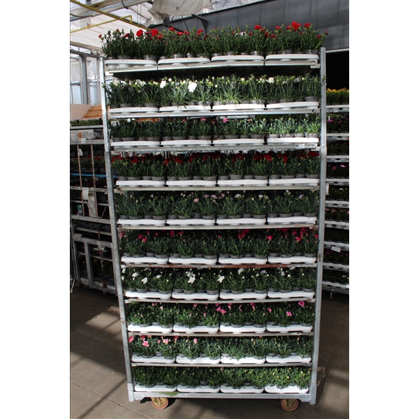 <h4>Dianthus Mixkar p9 (oud)</h4>