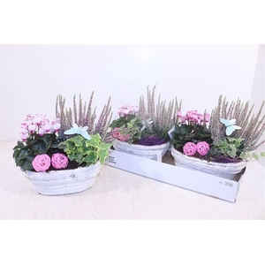 ARR TUINPLANTEN