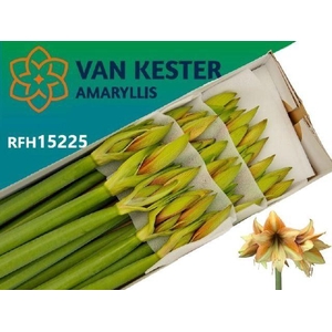 AMARYLLIS MOCCA
