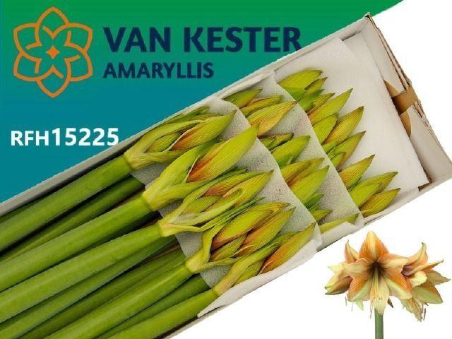 <h4>AMARYLLIS MOCCA</h4>