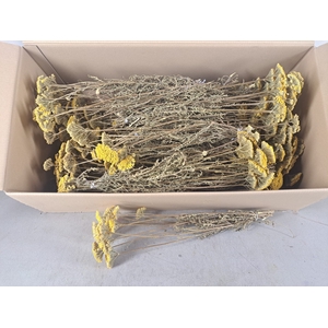 DF Achillea Parker Bs