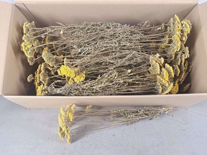 <h4>DF Achillea Parker Bs</h4>