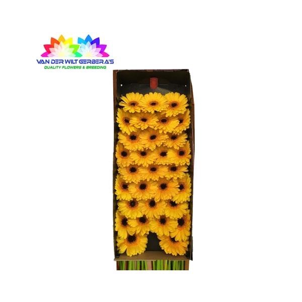 <h4>GE MI Delmonte</h4>