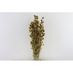 Dried Phalaris Gold Bunch Slv