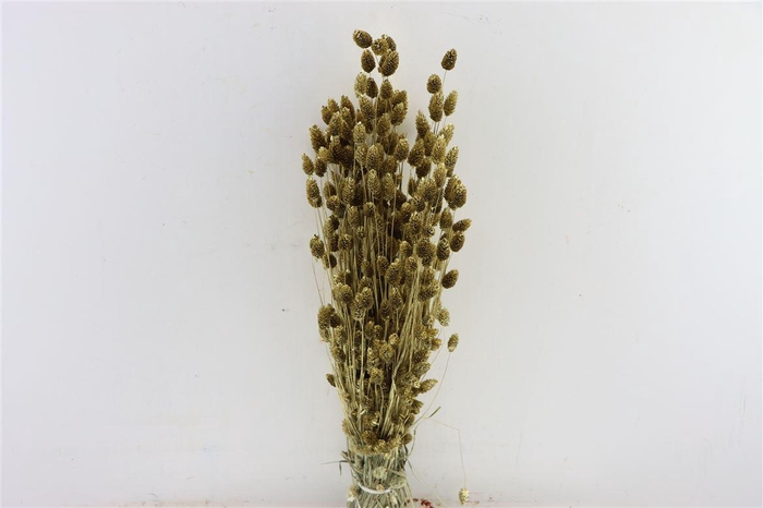 <h4>Dried Phalaris Gold Bunch Slv</h4>